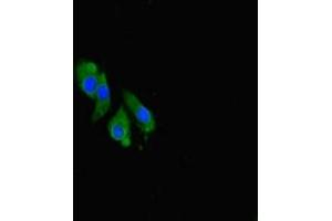 Immunofluorescent analysis of Hela cells using ABIN7148947 at dilution of 1:100 and Alexa Fluor 488-congugated AffiniPure Goat Anti-Rabbit IgG(H+L) (Cyclin O anticorps  (AA 1-257))