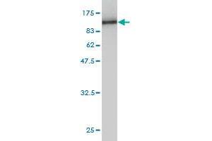Western Blot detection against Immunogen (90.