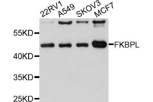 Western blot analysis of extracts of various cell lines, using FKBPL antibody (ABIN1876192) at 1:1000 dilution.