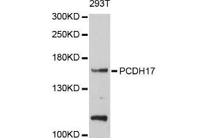 Western blot analysis of extracts of 293T cells, using PCDH17 antibody (ABIN5998468) at 1/1000 dilution. (PCDH17 anticorps)