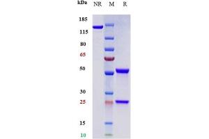 Anti-PDCD1 / PD-1 / CD279 Reference Antibody (toripalimab) on SDS-PAGE under reducing (R) condition. (Recombinant PDCD1 (Toripalimab Biosimilar) anticorps)