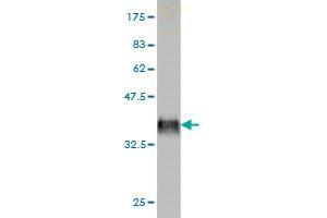 Western Blot detection against Immunogen (36.