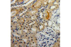 IHC-P analysis of kidney tissue, with DAB staining.