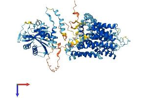AlphaFold protein structure predicition of Human Recombinant SLC4A1 Protein, UniprotID P02730