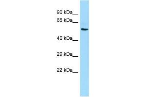 Host: Rabbit Target Name: RTN4RL1 Sample Type: Placenta lysates Antibody Dilution: 1.