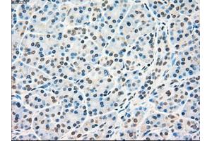 Immunohistochemical staining of paraffin-embedded pancreas tissue using anti-RAD9Amouse monoclonal antibody. (RAD9A anticorps)