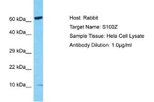 Host: Rabbit Target Name: S100Z Sample Type: Hela Whole Cell lysates Antibody Dilution: 1. (S100Z anticorps  (N-Term))