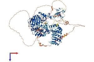 AlphaFold protein structure predicition of Human Recombinant KDM2A Protein, UniprotID Q9Y2K7