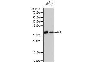 Western blot analysis of extracts of various cell lines, using (ABIN6129983, ABIN6135533, ABIN6135534 and ABIN7101358) at 1:500 dilution. (BAK1 anticorps)