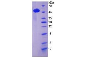 SDS-PAGE analysis of Mouse Lp-PLA2 Protein. (PLA2G7 Protéine)