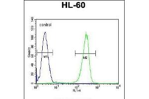 Flow cytometric analysis of HL-60 cells (right histogram) compared to a negative control cell (left histogram). (KIAA1586 anticorps  (N-Term))