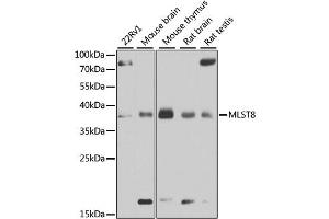 Western blot analysis of extracts of various cell lines, using MLST8 antibody (ABIN6292736) at 1:1000 dilution. (GBL anticorps)