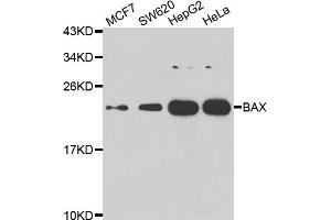 Western blot analysis of extracts of various cell lines, using BAX antibody (ABIN5975845) at 1/1000 dilution. (BAX anticorps)