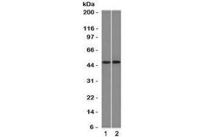 Western blot testing of 1) ThP1 and 2) Raji cell lysate with FLI1 antibody (clone FLVI1-1). (FLI1 anticorps  (AA 107-216))