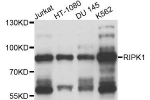 Western blot analysis of extracts of various cell lines, using RIPK1 antibody (ABIN4905010) at 1:1000 dilution.