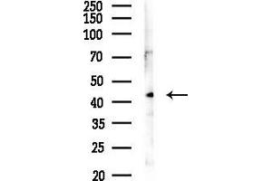 Western blot analysis of lysates from RAW264.