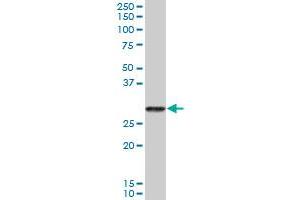 PRSS2 MaxPab polyclonal antibody.