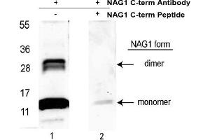 Image no. 1 for anti-Growth Differentiation Factor 15 (GDF15) (C-Term) antibody (ABIN453962) (GDF15 anticorps  (C-Term))