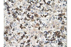 Image no. 1 for anti-Hemoglobin, zeta (HBZ) (AA 31-80) antibody (ABIN204990)