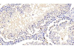 Detection of LEP in Mouse Testis Tissue using Polyclonal Antibody to Leptin (LEP)
