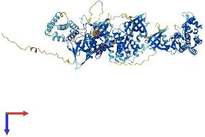 AlphaFold protein structure predicition of Mouse Recombinant Jak1 Protein, UniprotID P52332