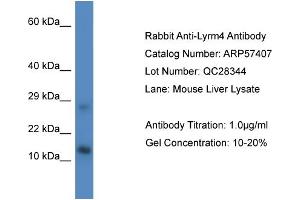 Western Blotting (WB) image for anti-LYR Motif Containing 4 (LYRM4) (Middle Region) antibody (ABIN2787212) (LYRM4 anticorps  (Middle Region))