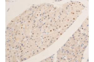 ABIN6267271 at 1/100 staining mouse pancreas tissue sections by IHC-P.