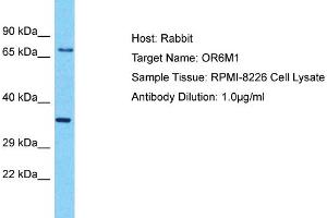 Host: Rabbit Target Name: OR6M1 Sample Type: RPMI-8226 Whole Cell lysates Antibody Dilution: 1. (OR6M1 anticorps  (C-Term))