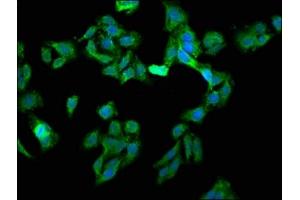 Immunofluorescence staining of HepG2 cells with ABIN7152156 at 1:133, counter-stained with DAPI.
