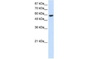 WB Suggested Anti-RNF14 Antibody Titration:  2. (RNF14 anticorps  (C-Term))