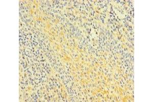 Immunohistochemistry of paraffin-embedded human tonsil tissue using ABIN7153002 at dilution of 1:100 (FNIP1 anticorps  (AA 221-508))