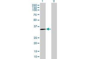 Western Blot analysis of SLC39A13 expression in transfected 293T cell line by SLC39A13 MaxPab polyclonal antibody.
