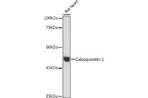 Calsequestrin anticorps