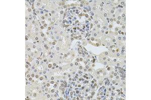 Immunohistochemistry of paraffin-embedded rat kidney using DR1 Antibody.