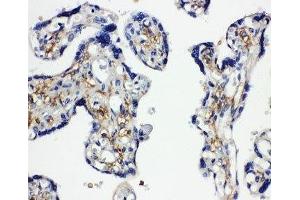 IHC-P: SNAP23 antibody testing of human placenta tissue (SNAP23 anticorps  (C-Term))