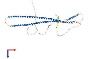 AlphaFold protein structure predicition of Human Recombinant KRT24 Protein, UniprotID Q2M2I5