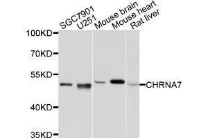 Western blot analysis of extracts of various cell lines, using CHRNA7 antibody (ABIN4903285) at 1:1000 dilution. (CHRNA7 anticorps)