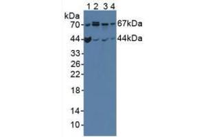 Figure. (OPTN anticorps  (AA 1-300))