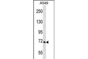 PCCA Antibody (Center) (ABIN656262 and ABIN2845576) western blot analysis in A549 cell line lysates (35 μg/lane). (PCCA anticorps  (AA 362-390))