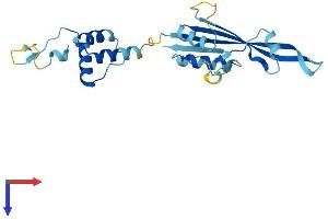 AlphaFold protein structure predicition of Human Recombinant KCTD11 Protein, UniprotID Q693B1