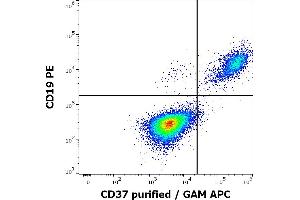 Flow cytometry multicolor surface staining of human lymphocytes stained using anti-human CD37 (MB-1) purified antibody (concentration in sample 0,2 μg/mL, GAM APC) and anti-human CD19 (LT19) PE antibody (20 μL reagent / 100 μL of peripheral whole blood).