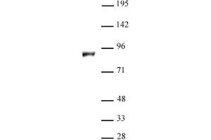 KDM1B / LSD2 antibody (pAb) tested by Western blot. (KDM1B anticorps  (N-Term))