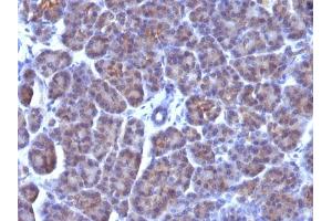 Immunohistochemical staining (Formalin-fixed paraffin-embedded sections) of human pancreas with Golgi complex monoclonal antibody, clone AE-6 . (Golgi Complex anticorps)