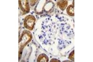 Immunohistochemistry analysis in formalin fixed and paraffin embedded human kidney tissue reacted with OPN-a/b Antibody (N-term) followed by peroxidase conjugation of the secondary antibody and DAB staining. (Osteopontin anticorps  (N-Term))