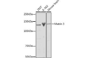 Western blot analysis of extracts of various cell lines, using Matrin 3 Rabbit mAb (ABIN7268414) at 1:1000 dilution. (MATR3 anticorps)