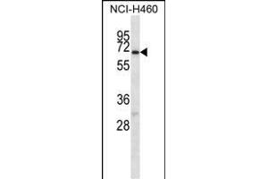 GABRA4 Antibody (Center) (ABIN656594 and ABIN2845855) western blot analysis in NCI- cell line lysates (35 μg/lane). (GABRA4 anticorps  (AA 333-361))