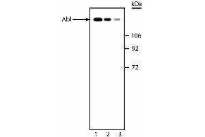 Western blot analysis of Abl. (ABL1 anticorps)