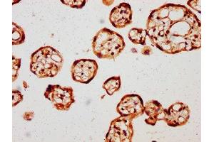 IHC image of ABIN7144087 diluted at 1:121 and staining in paraffin-embedded human placenta tissue performed on a Leica BondTM system. (Angiomotin anticorps  (AA 1-300))