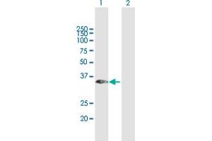 Western Blot analysis of RASSF1 expression in transfected 293T cell line by RASSF1 MaxPab polyclonal antibody.