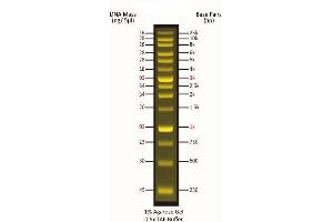 Agarose Gel Electrophoresis (AGE) image for FluoroBand™ XL 25 kb Fluorescent DNA Ladder, Broad Range (up to 25 kb) (ABIN5662619)